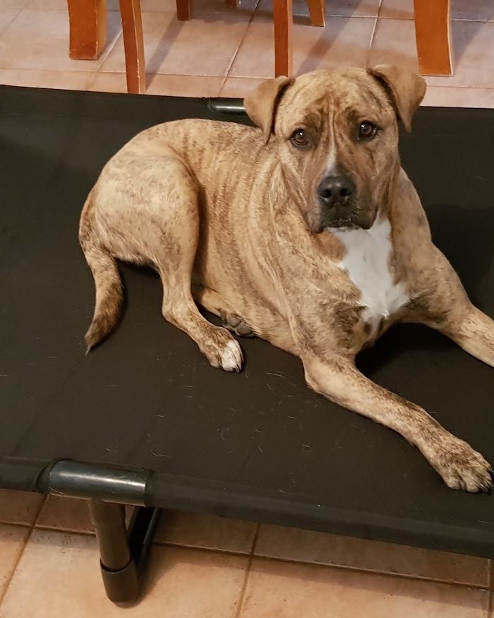 A happy dog lying on a raised pet bed